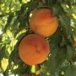 Cling Peaches on Tree