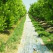 Peach Orchard Floor
