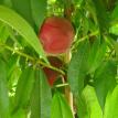 Peaches on Tree