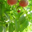 More Peaches on Tree