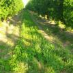 Orchard before cultivator