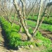 Mature Orchard (pre Weed Badger)